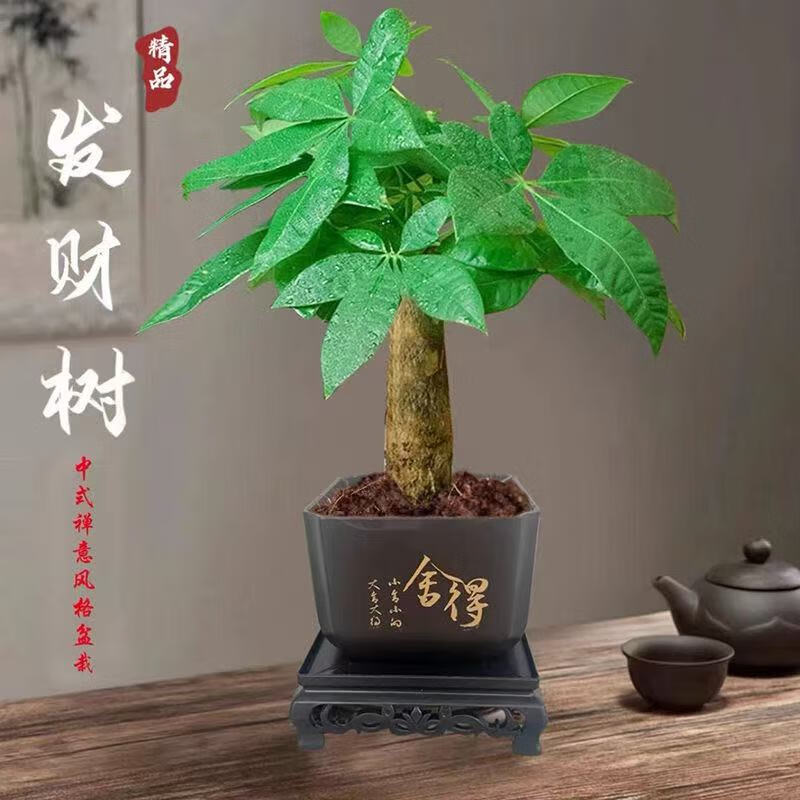 京东 发财树盆栽室内植物客厅吸甲醛好养活净化空气办公室花卉桌面绿植 单杆发财树+塑料四方舍得盆 3.98元 - 86线报