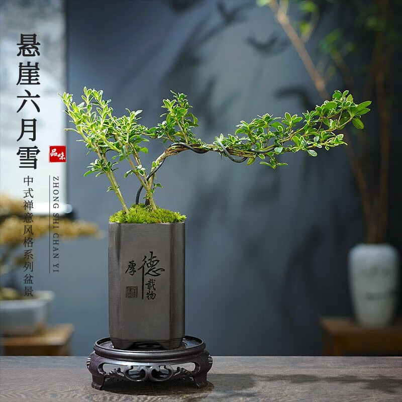 KaiShiguo Plants 开时果 悬崖六月雪盆栽 厚德载物盆+苔藓+底托 12.96元（需用券