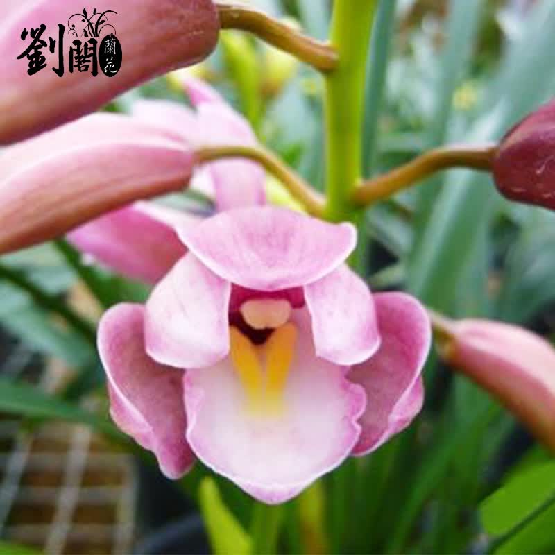 劉閣蘭花 兰花苗 香妃 2苗加盆土肥 有香味的夏带花苞出售室内外花卉绿植盆栽草观花植物 6.4元 - 线报酷
