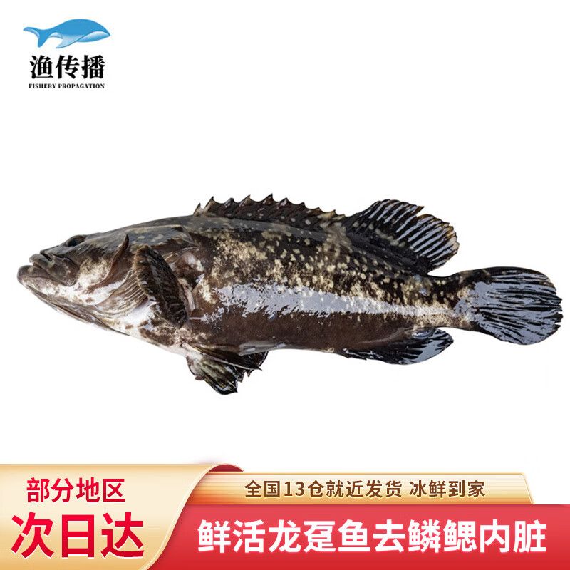 渔传播 活鱼现杀三去龙趸石斑鱼（去鳞腮内脏）500-650g/条 72元