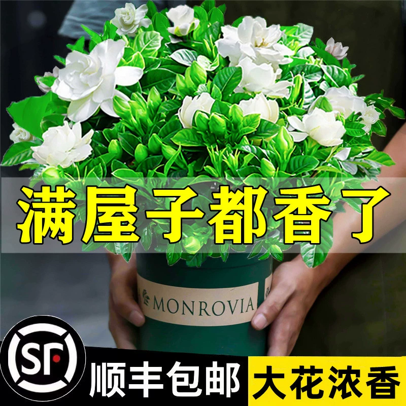 欧根庭 栀子花盆栽 栀子花带花苞（原盆土）+营养液 ￥3.59