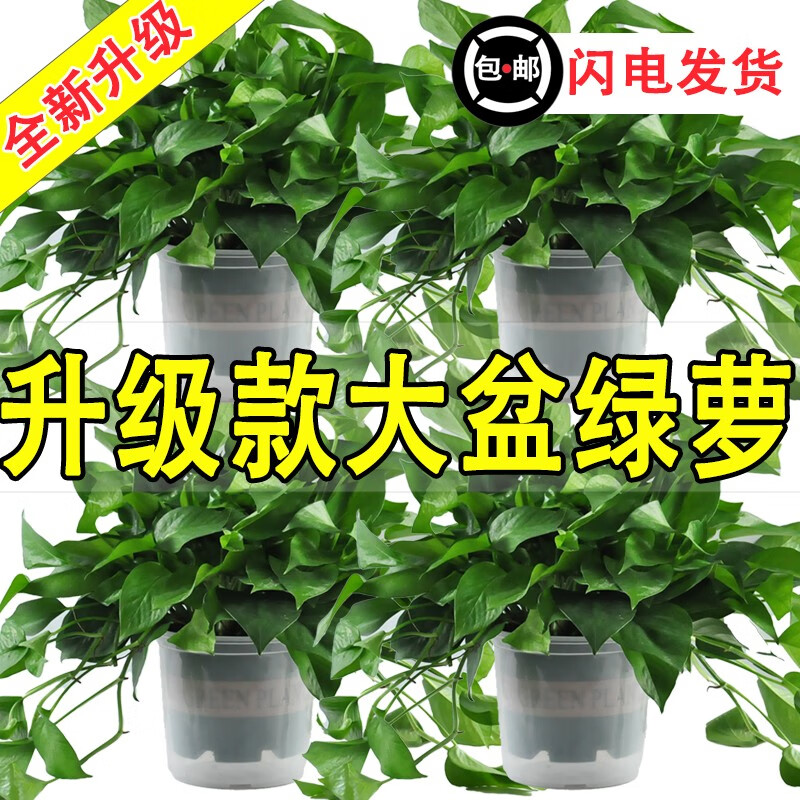 樱霞 绿萝盆栽 180#绿加仑自水绿萝4盆+4肥 室内植物 49.9元（需用券）