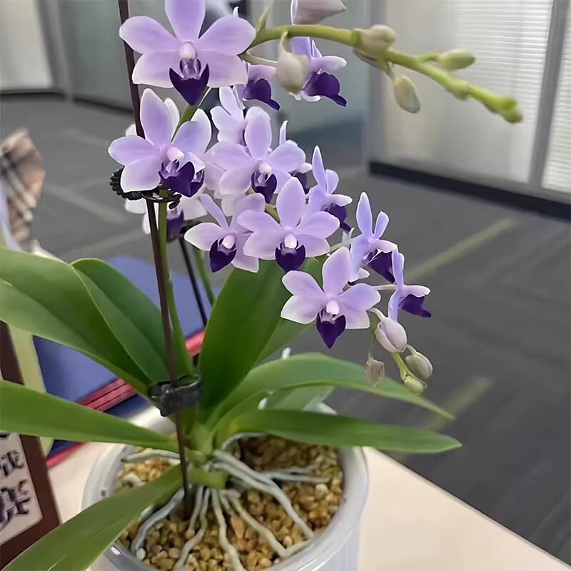艾莹 蝴蝶兰小茴紫带花剑进口品种多年生盆栽带花苞兰花苗吸色好养绿植 小茴紫蝴蝶兰 带短花剑 基地原盆