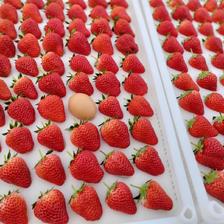 鲜程祥合 果王 巨无霸 红颜99草莓 2.5斤装 单果30-50g 21元（需买2件，需用券