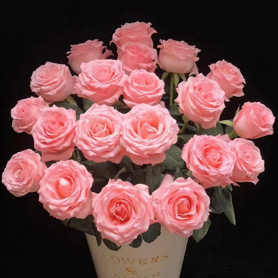 JIANSHI 简势 鲜切花品质玫瑰花鲜花生日礼物女云南昆明基地直发 戴安娜玫瑰