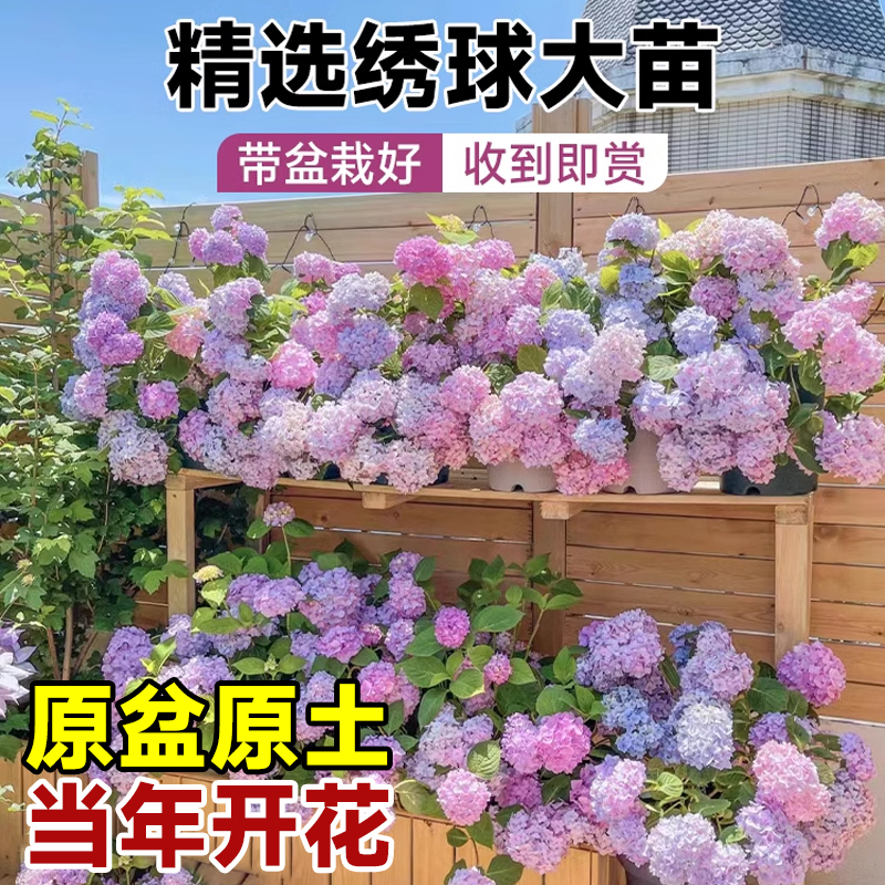 爱你一万年 无尽夏中苗 4.83元