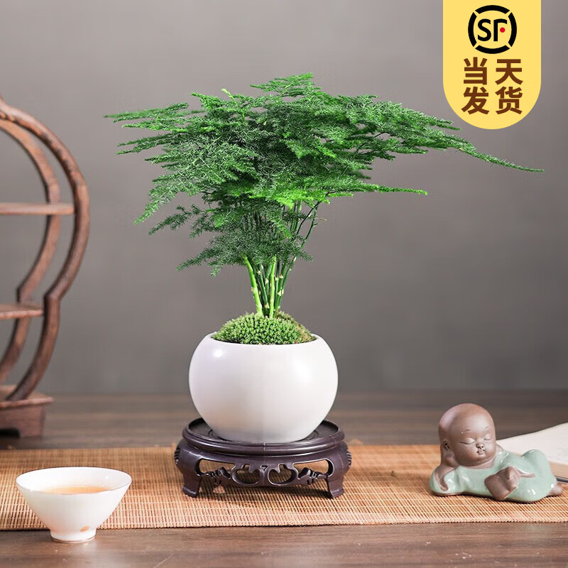 开时果 文竹盆栽桌面摆件盆景 文竹（白玉圆陶盆+苔藓+底座） 14.9元包邮（