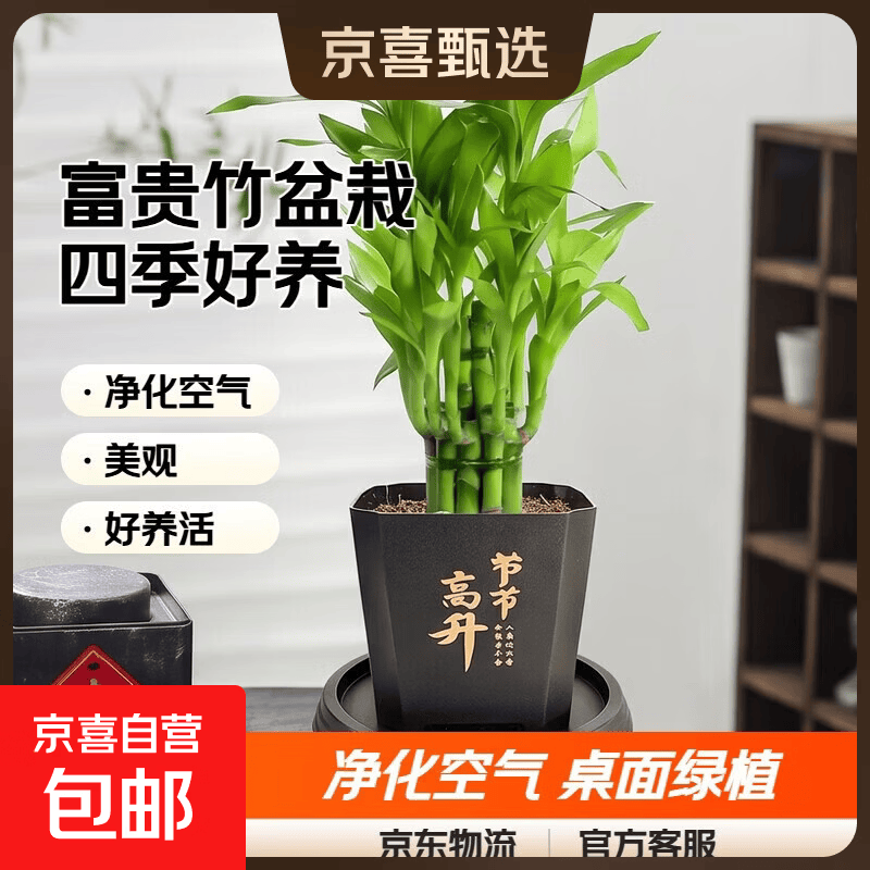 京喜 富贵竹盆栽植物室内净化空气 荷花竹+节节高升盆+圆底座 盆口直径约8cm 6.98元 - 美泡泡