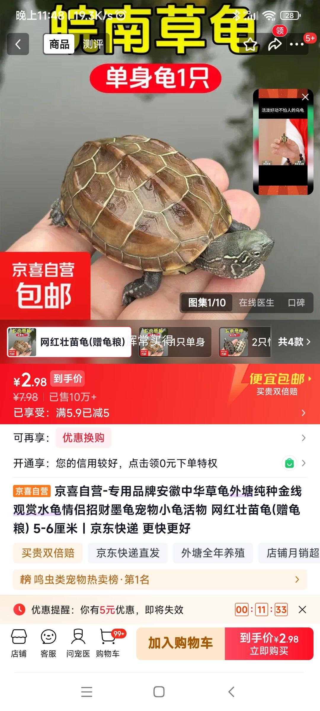 中华草龟 活体宠物龟 5-6厘米 赠龟粮 2.98元 - 清风线报