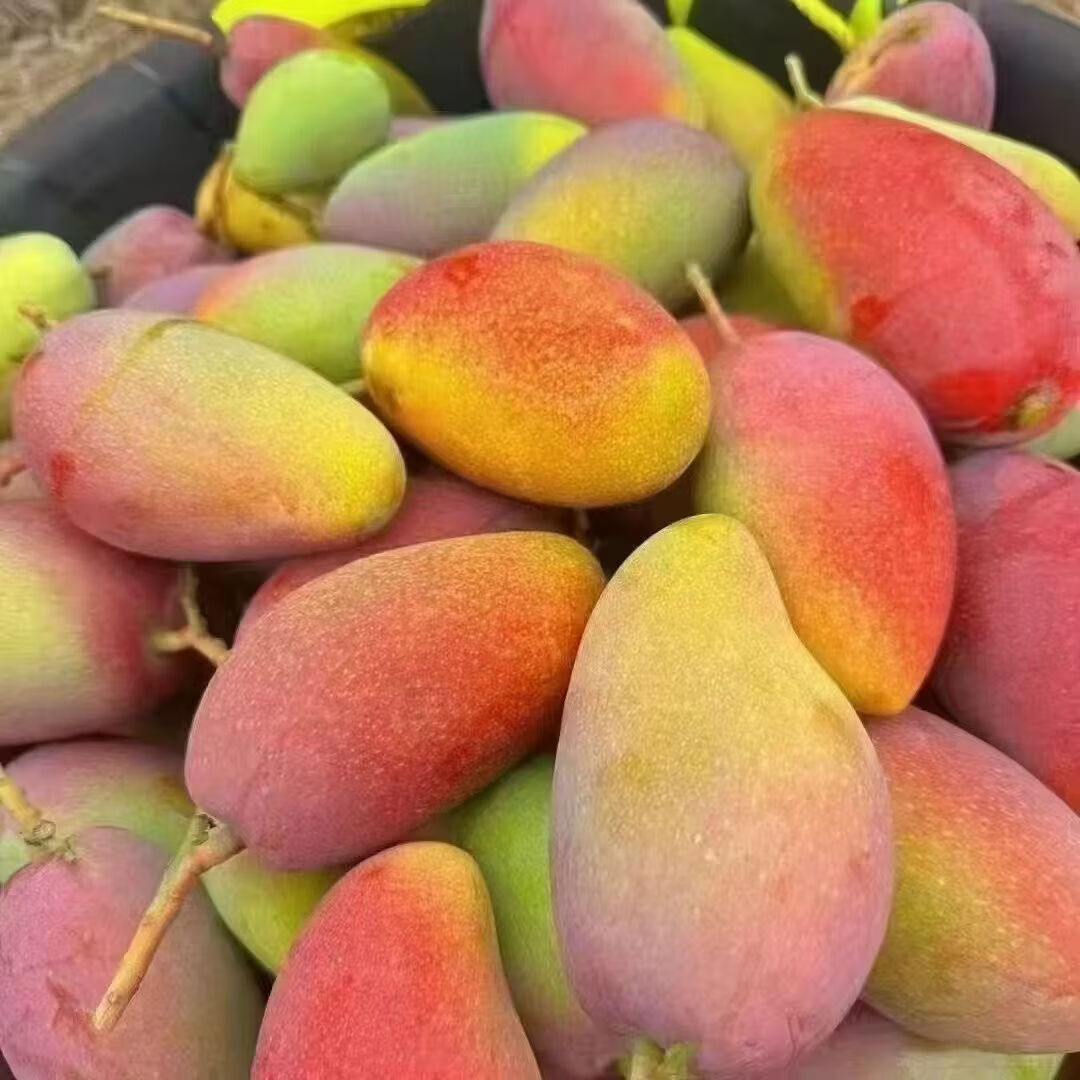 正宗海南贵妃芒 薄皮芒果 新鲜当季热带水果 整箱5斤净重4.5斤 单果70g起 1.9