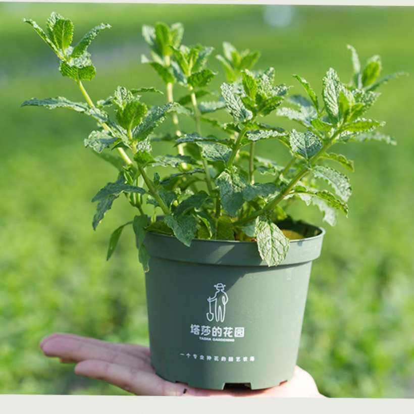塔莎的花园 薄荷盆栽可食用 【经典品种超好养】留兰香薄荷120 带盆栽好 2元(需领券)