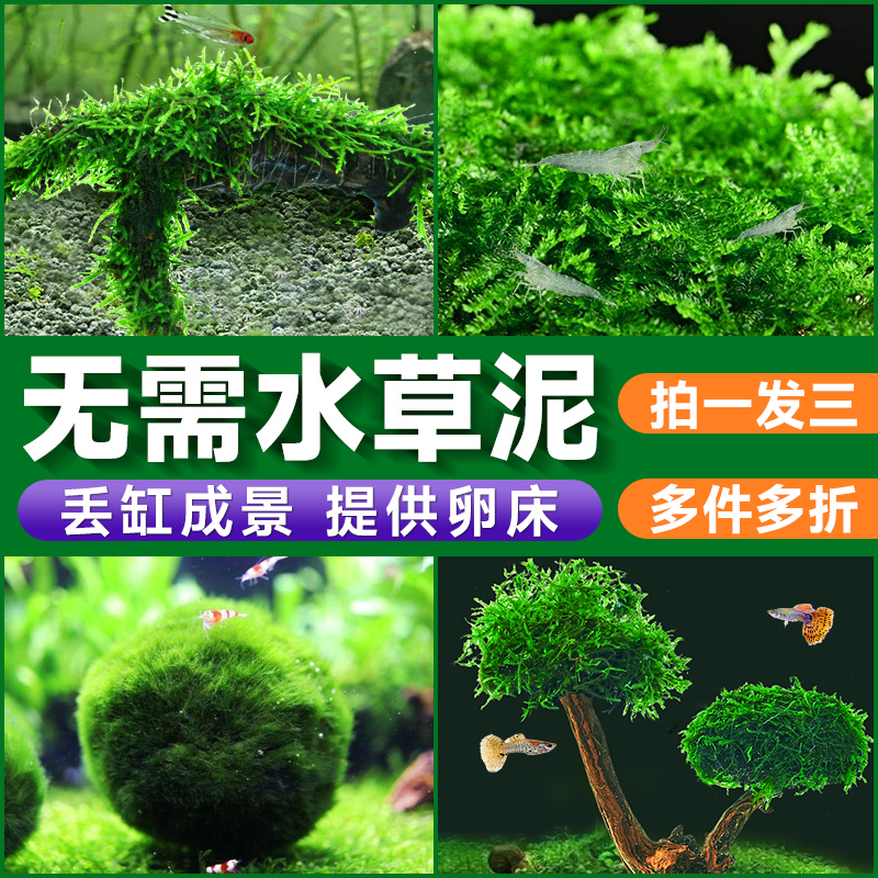 yee 意牌 莫斯水草树鱼缸造景水草植物鱼缸大三角莫斯珊瑚水草慕斯阴性真