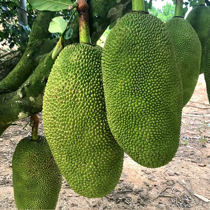 plus会员沃多鲜黄肉菠萝蜜单果1520斤装698元需用券