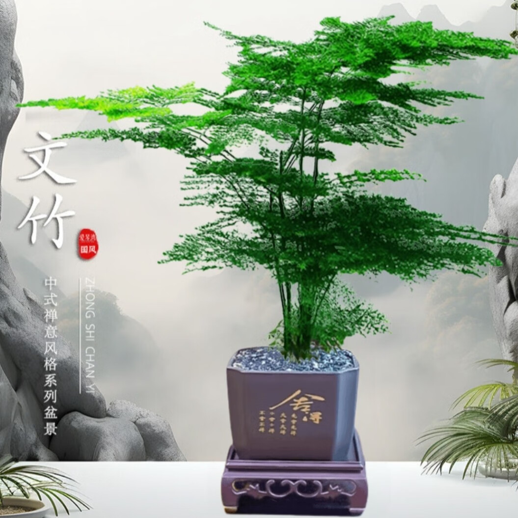 佰花锦 文竹桌面盆栽新中式绿植办公室文竹+pvc舍得盆+黑沙石铺面 20-30cm 3.23元