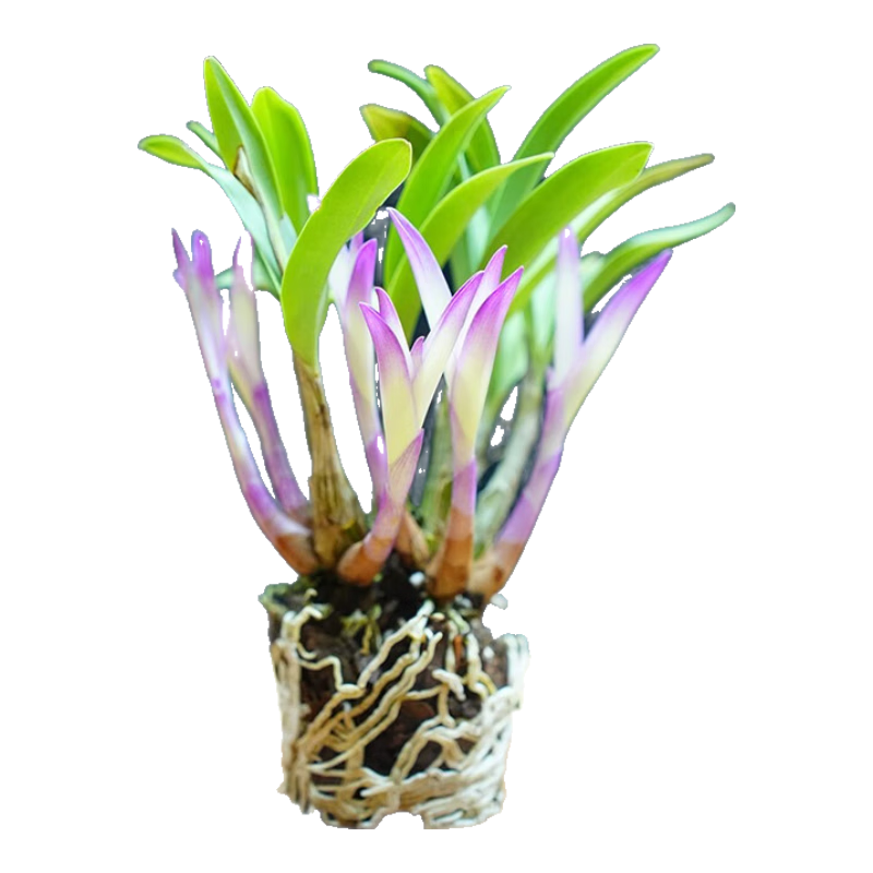 需首购：艾莹 七彩香水石斛兰花 5苗连体 裸根发货 17.54元(需领券、需首购