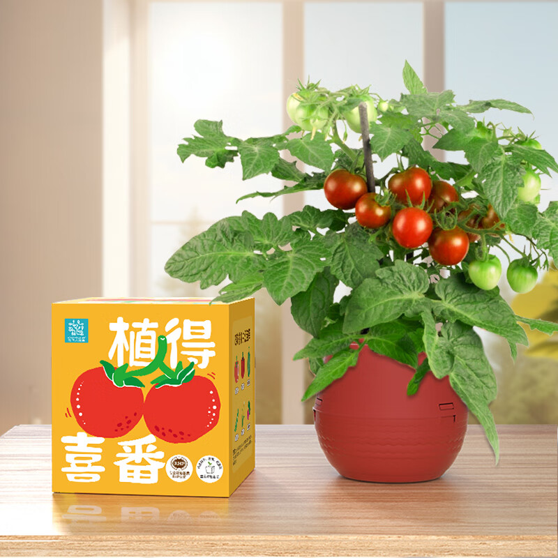 匠心绽放小小果树园 桌面种植小盆栽 小番茄 1.9元