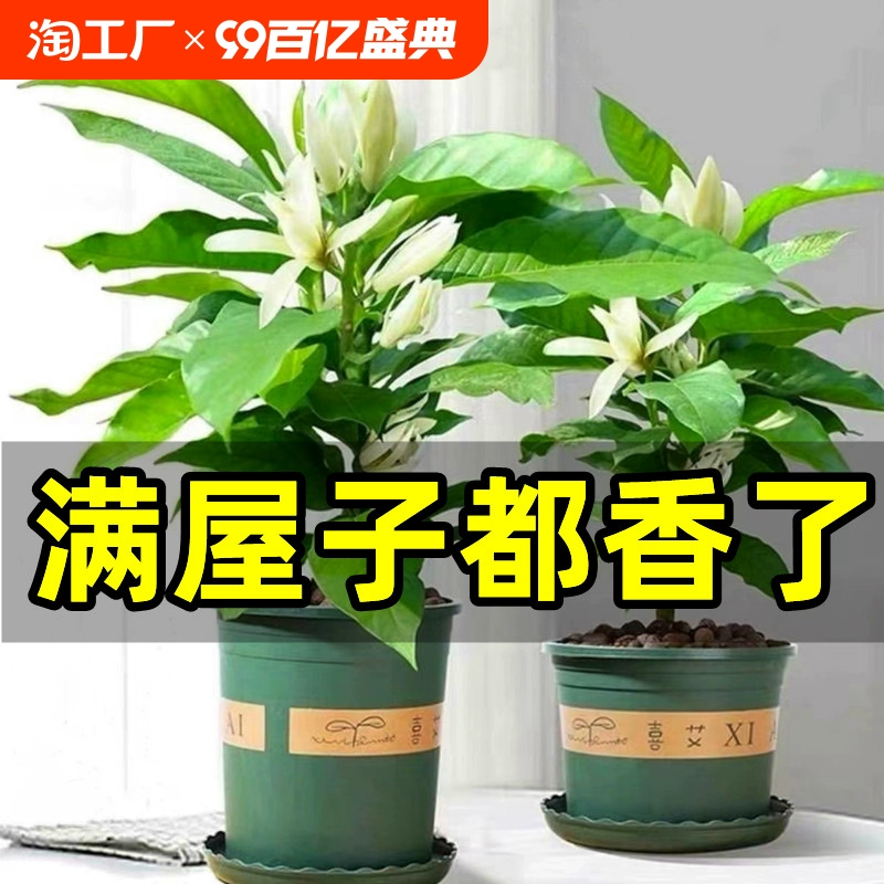 忻朵 白兰花盆栽玉兰花树苗带花苞黄兰室内庭院浓香型花卉四季开花植物 