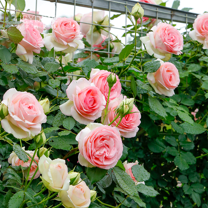 88VIP：海蒂的花园 月季花苗盆栽玫瑰花果汁阳台花卉阳台爬藤本植物 21.28元