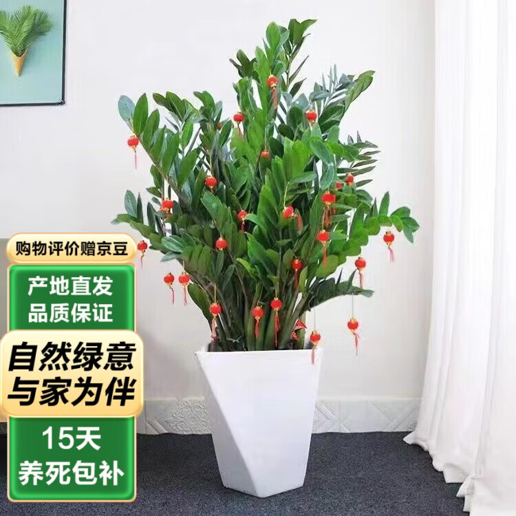 泰西丝 金钱树植物盆栽大型绿植 金钱树50-60cm+菱形树脂盆+灯笼卡片随机 52.3