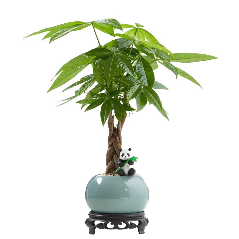 移动端、京东百亿补贴：八芽 盆栽发财树植物室内禅意招财树盆景办公室桌