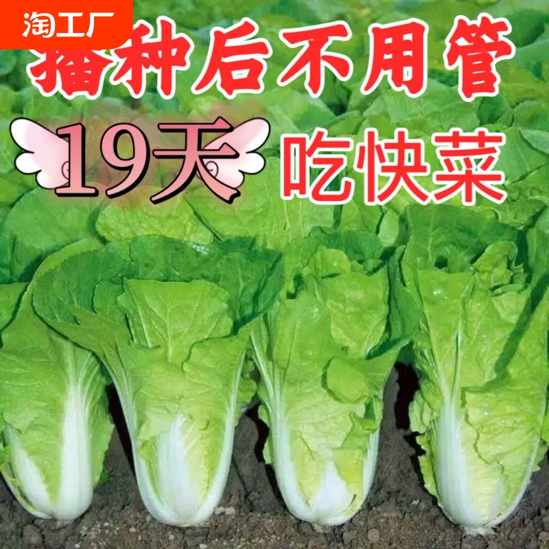 19天速生快菜上海青四季播种鸡毛菜种籽农家矮脚小青菜种孑蔬菜种 ￥1.7