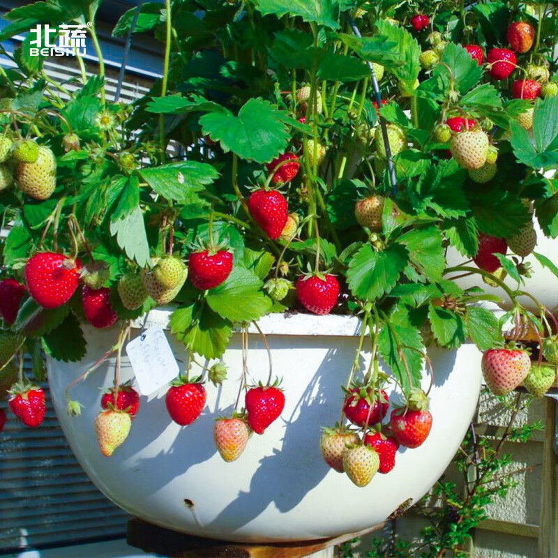 北蔬 奶油草莓种子苗盆栽果蔬秧苗带土发货阳台 红颜草莓苗 1盆 1.9元