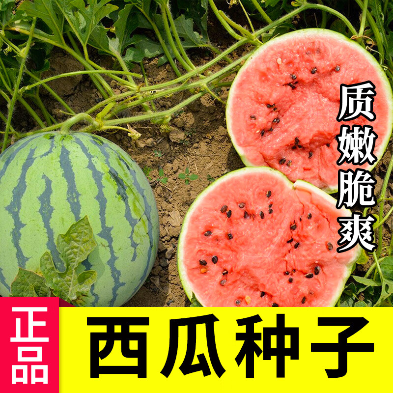 种菜记 西农八号 杂交大花皮西瓜种子 5克/袋(约45粒) 1元（需用券）