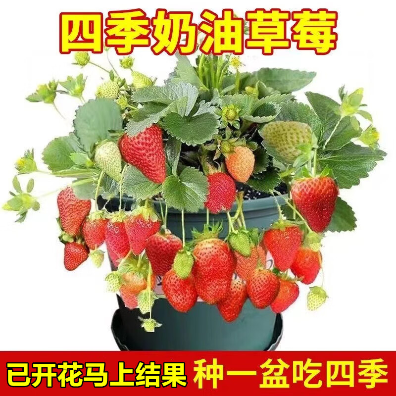 欧悟 四季草莓苗 高度15-20cm 4.8元（需用券）