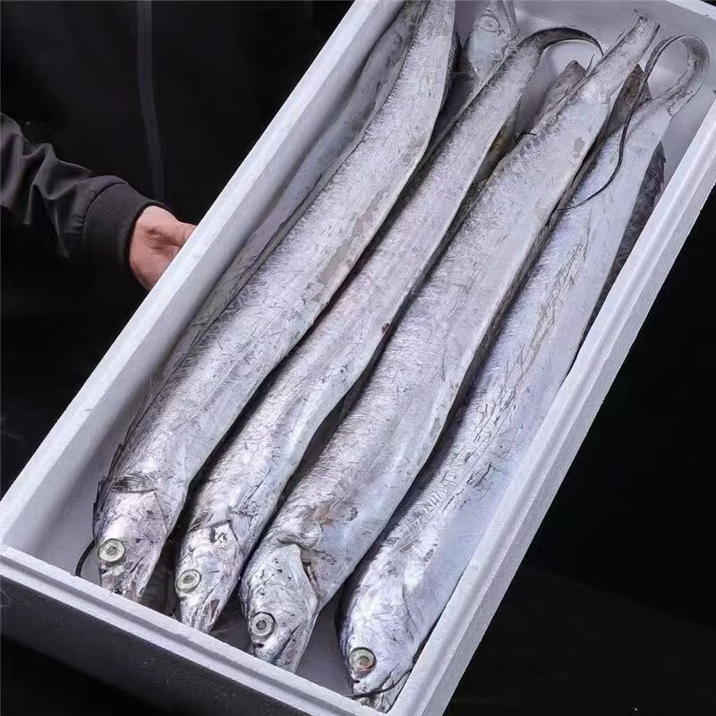 整条打油带鱼8斤(每条大概500g) 173元(需用券)