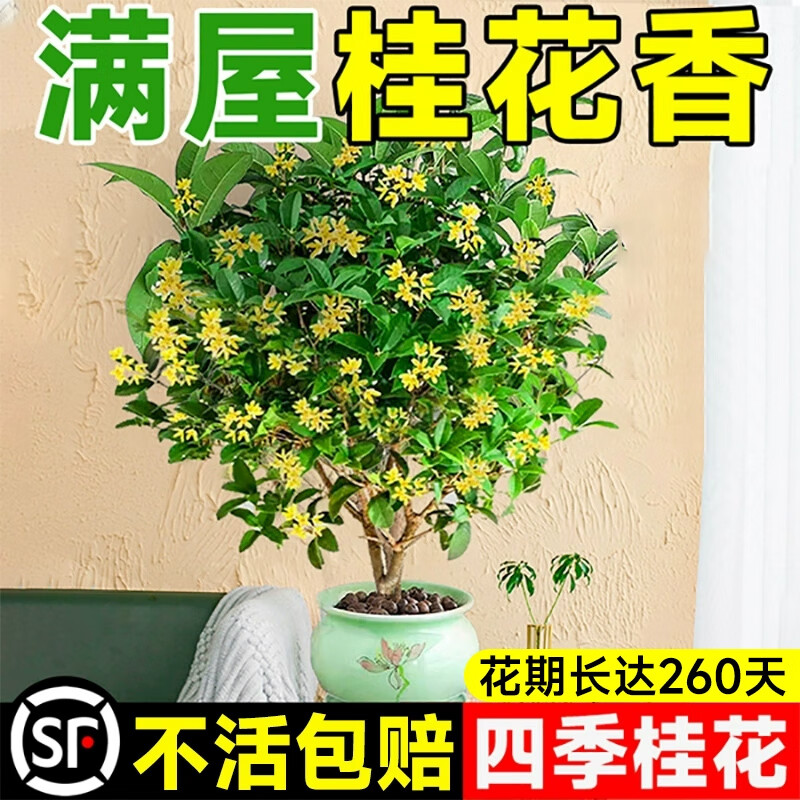 临雅 四季桂花盆栽树苗带花苞室内客厅阳台庭院花卉植物浓香耐寒带花苞 