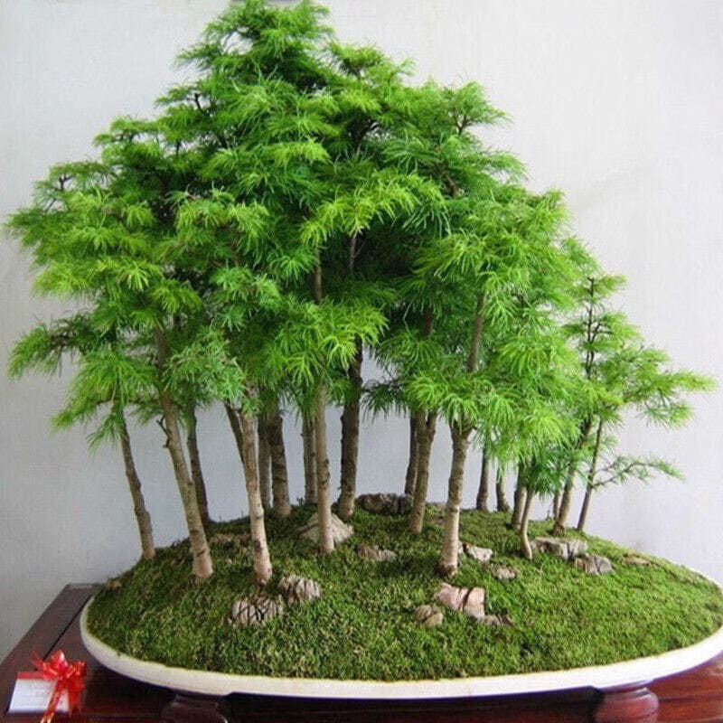 水杉树苗盆景盆栽 成活高 50厘米高1棵 9.9元（需用券）