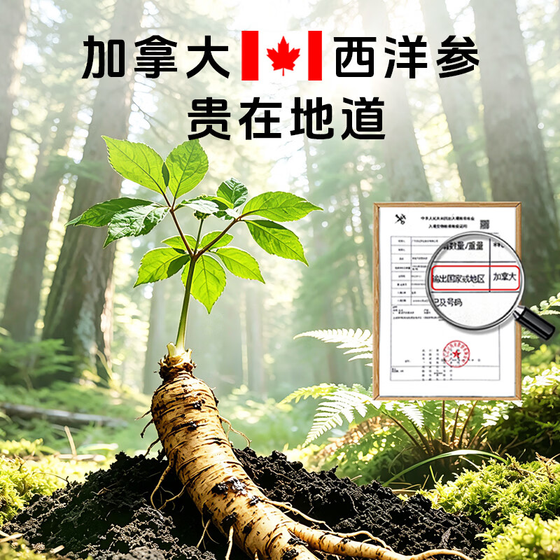 仲景 元气西洋参浓缩液皂苷100mg 红参人参花旗参茶滋补 10g*10袋 49元 - 线报酷