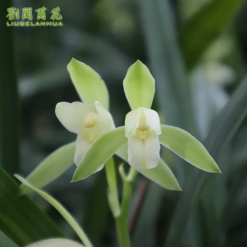 劉閣蘭花 3苗连体裸根兰花 10.14元 - 线报酷