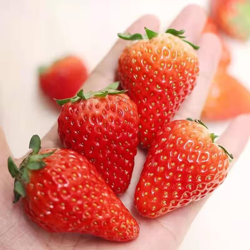 顶鲜佳 新鲜草莓现摘现发 特大果单果30克+ 净重5斤装 14.6元（需买5件，需用