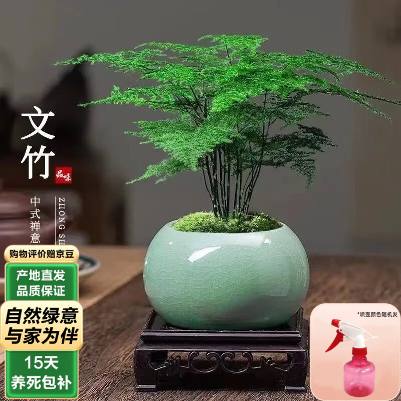 泰西丝 文竹盆景桌面绿植盆栽 文竹+绿哥窑冰裂盆+苔藓+方托 15.9元