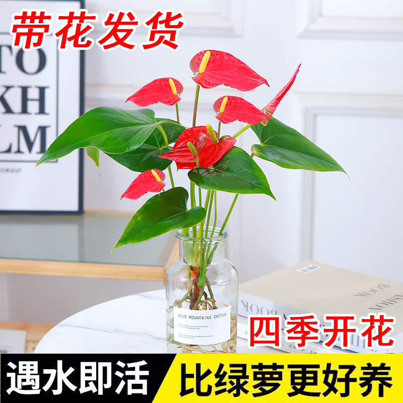 花妍植 红掌 水培植物 35厘米 精品红掌一颗带花+营养液 5.8元（需用券）