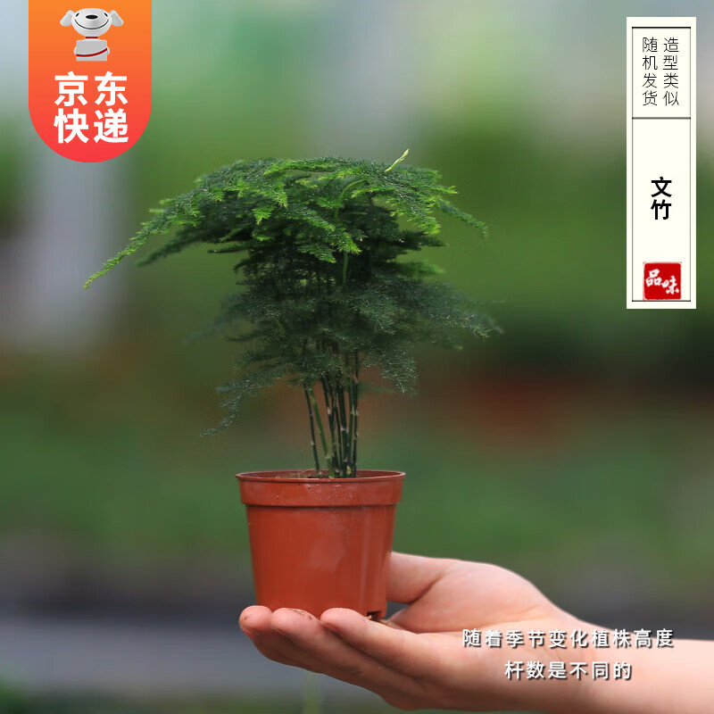 开时果 微景观植物盆景 文竹（小杯） 2.9元（需领券）包邮