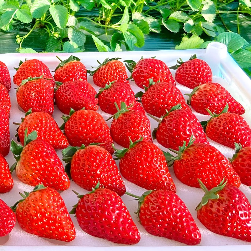 雪束 新春特惠1000箱 红颜99大草莓 5斤装 单果20-30g+ 43元（需用券）