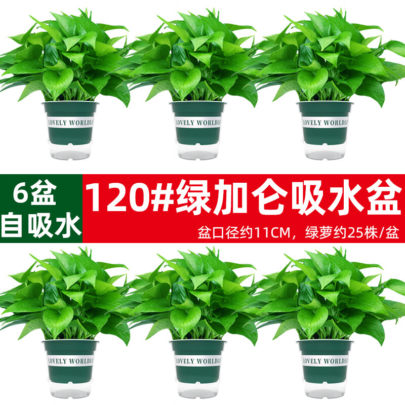 绿有意 绿萝盆栽除甲醛室内好养花卉植物绿萝批发办公室新房装修净化空气