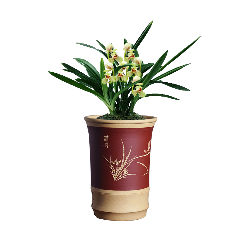 劉閣蘭花 大花蕙兰 红宝石 浓香年宵花卉盆栽 多苗连体带4花 裸根源头直发 