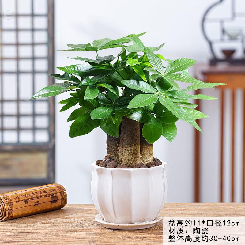 花翁 发财树盆栽植物室内小盆景四季常青绿植客厅办公室花卉 3杆发财树（