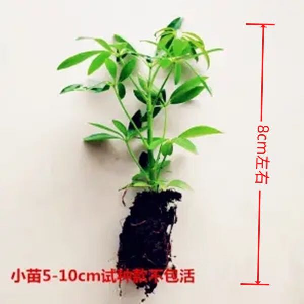 发财树鸭脚木盆栽四季常青桌面防辐射花卉盆景 八方来财 送肥料 3.9元