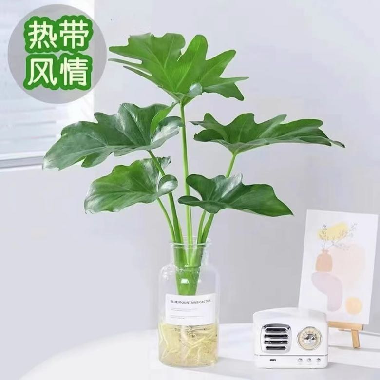 花点时间 龙鳞春羽1株 赠广口玻璃瓶 15.9元（需用券）