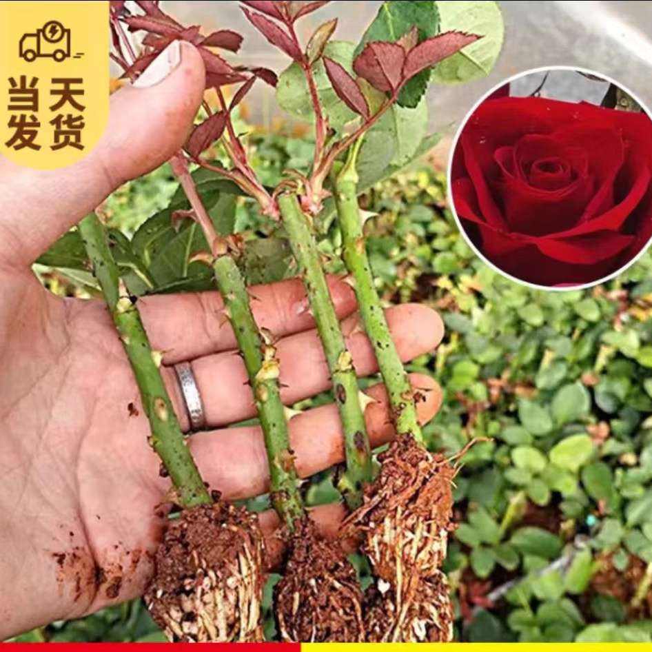 开时果 玫瑰花苗盆栽扦插小苗 玫瑰小苗 5棵装 2.9元（需领券）包邮