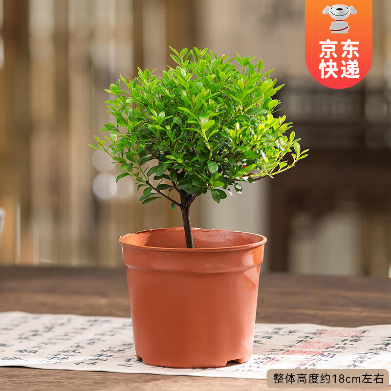 KaiShiguo Plants 开时果 小叶赤楠盆景 原生盆 5.9元（需用券）