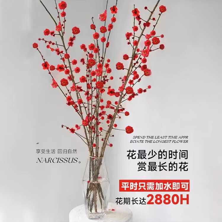 致荟树 水培红梅带花苞 80cm 10枝 10.9元（需用券）