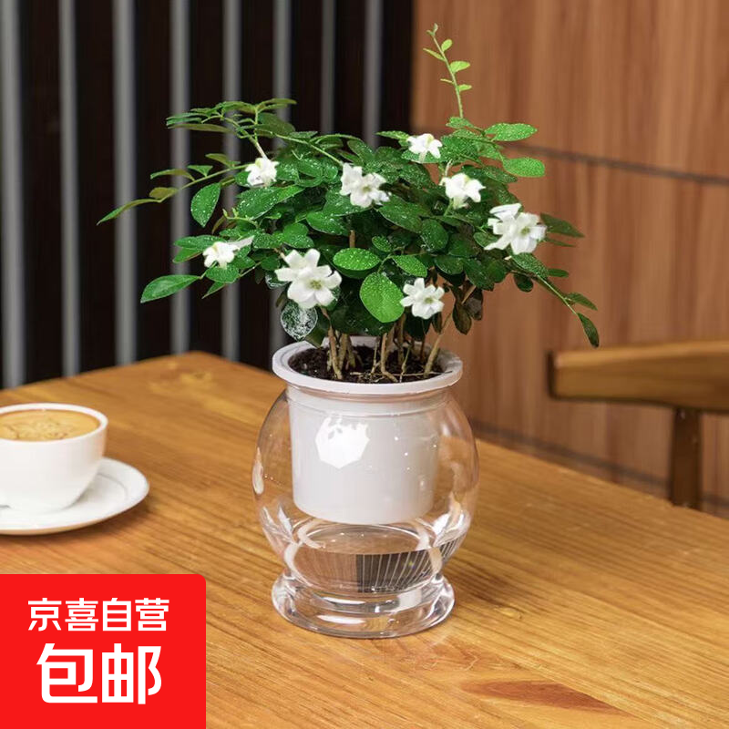 花锦葵 特价水培驱蚊九里香七叶莲盆栽好养驱蚊绿植 九里香+自动吸水鱼缸