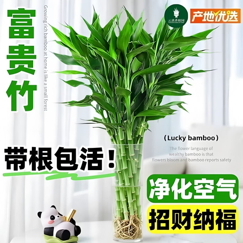 苏沥 特级富贵竹 65-76cm 送增根粉 10棵 9.9元