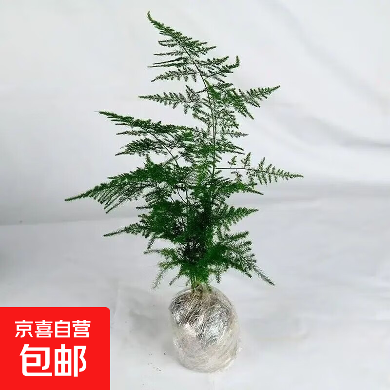 文竹 盆栽 室内桌面绿植 15-20厘米 3元（需用券）