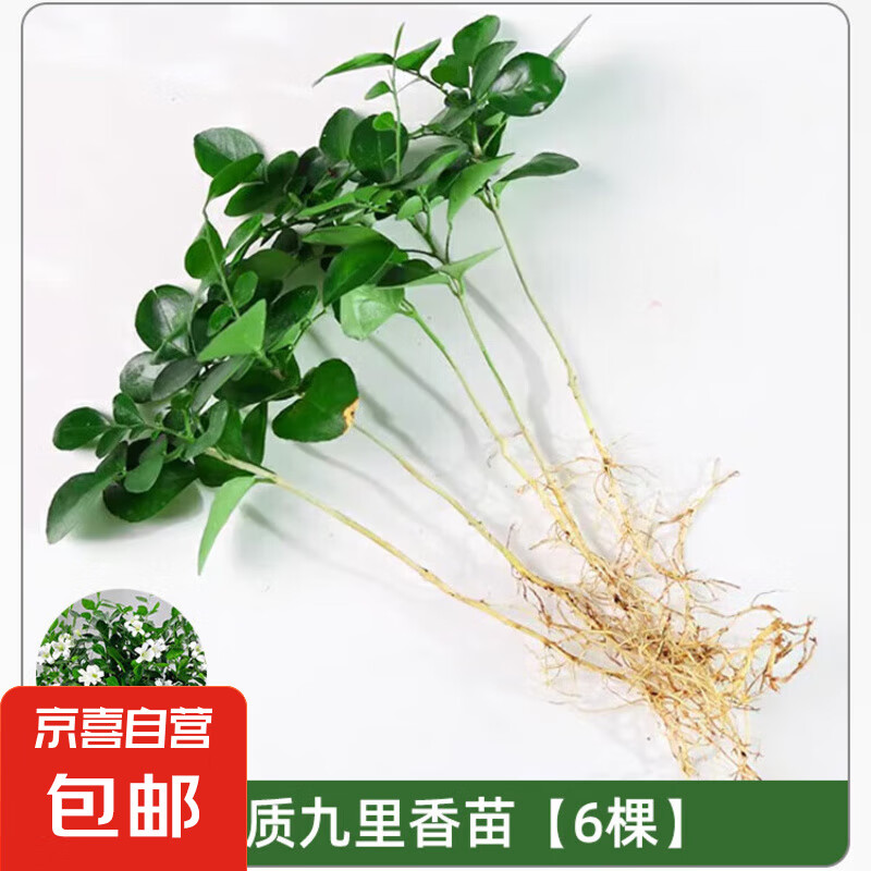 花本花 九里香 盆栽茉莉花 16cm苗 6株 0.99元(需用券)